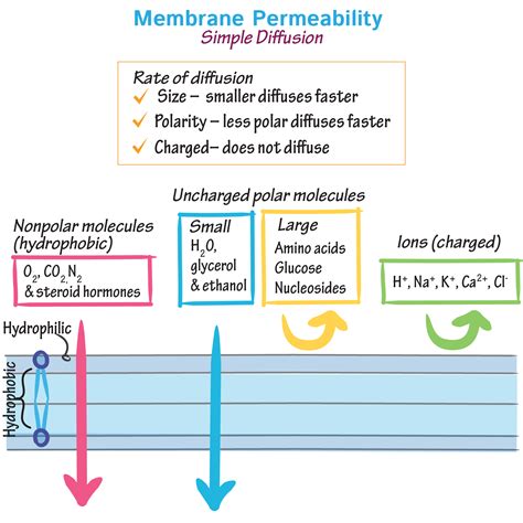 measuring cell membrane thickness|increase cell membrane permeability.